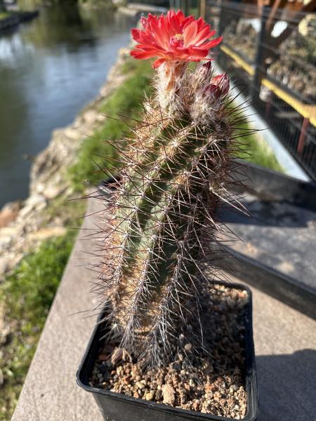 Echinocereus coccineus